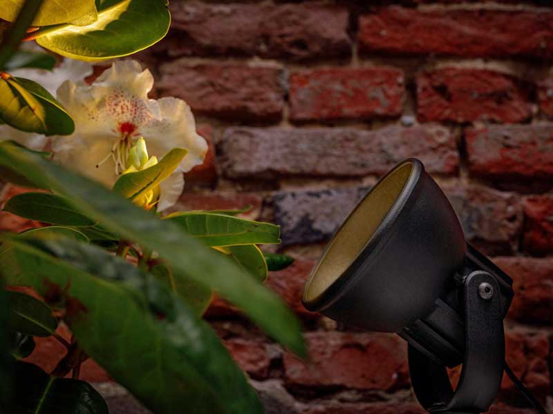 Spotstrahler Raf beleuchtet eine Bluete vor einer Steinwand